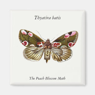 Thyatira batis - The Peach Blossom Moth Magnet