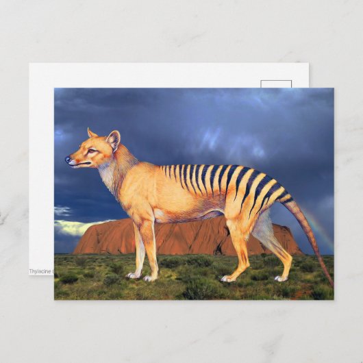 Thylacin (Tasmanischer Tiger) Postkarte (Vorne/Hinten)
