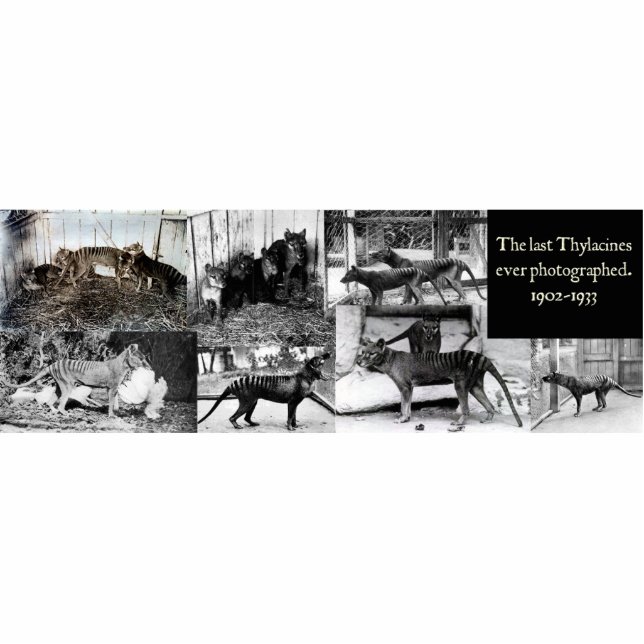 Thylacine-Foto-Ausschnitt-Magnet/Skulptur Freistehende Fotoskulptur (Vorne)