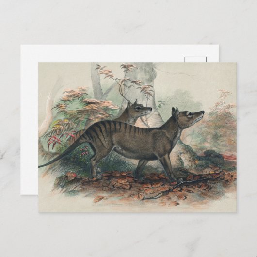 Thylacine von Joseph Wolf Postkarte (Vorne/Hinten)