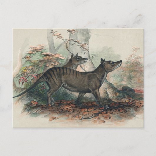 Thylacine von Joseph Wolf Postkarte (Vorderseite)