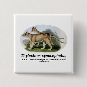 Thylacinus Cynocephalus (tasmanischer Tiger oder Button