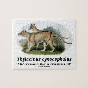 Thylacinus Cynocephalus (tasmanischer Tiger oder Puzzle