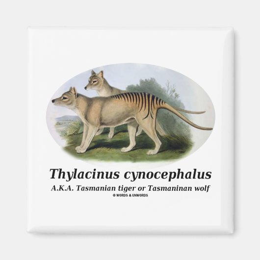 Thylacinus cynocephalus (Tasmanischer Tiger oder W Magnet (Vorne)