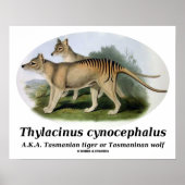 Thylacinus cynocephalus (Tasmanischer Tiger oder W Poster (Vorne)