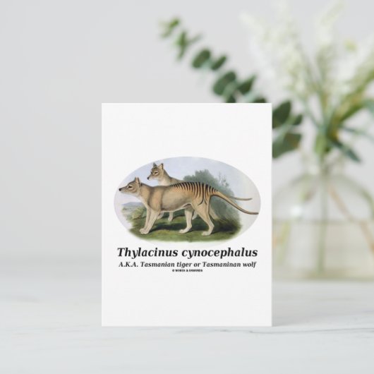 Thylacinus cynocephalus (Tasmanischer Tiger oder W Postkarte (Stehend Vorderseite)