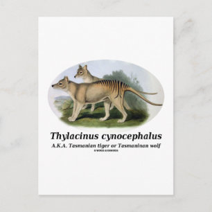 Thylacinus cynocephalus (Tasmanischer Tiger oder W Postkarte