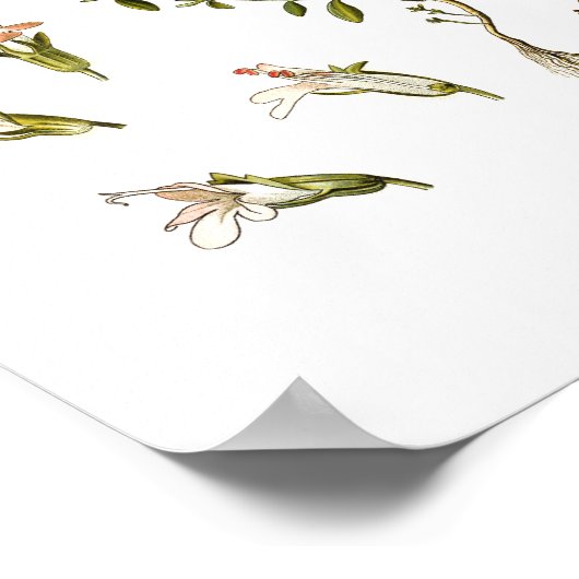 Thyme Herb botanische Illustration Kitchen Decke Poster (Ecke)