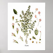 Thyme Herb botanische Illustration Kitchen Decke Poster (Vorne)