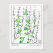 Thyme Herb Materia Medica Cards Kräuterstudie Postkarte (Vorderseite)