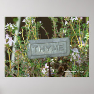 Thyme Poster
