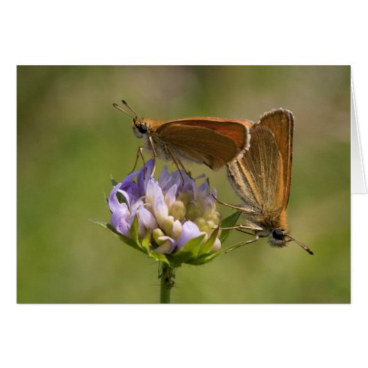 Thymelicus lineola (Vorderseite (Horizontal))