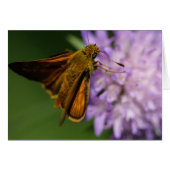 Thymelicus lineola (Vorderseite (Horizontal))