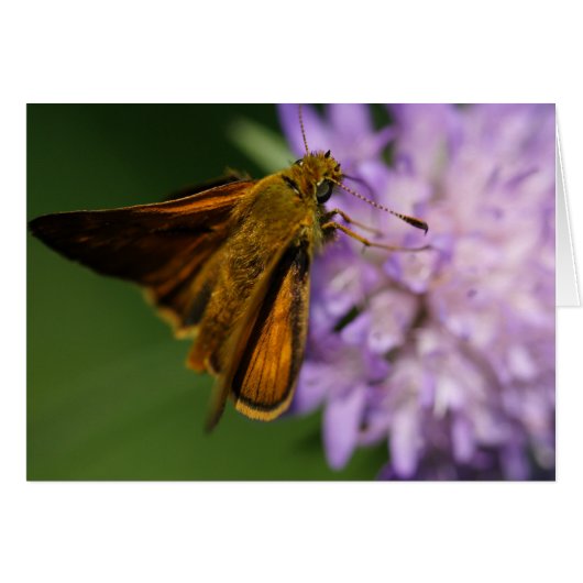 Thymelicus lineola (Vorderseite (Horizontal))