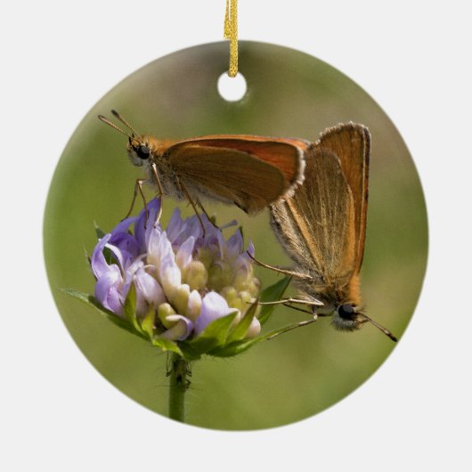 Thymelicus lineola keramikornament (Hinten)
