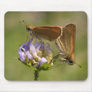 Thymelicus lineola mousepad