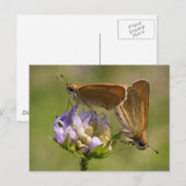 Thymelicus lineola postkarte (Vorne/Hinten)