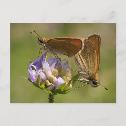 Thymelicus lineola postkarte (Vorderseite)