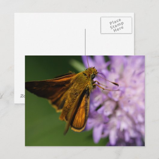 Thymelicus lineola postkarte (Vorne/Hinten)