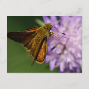 Thymelicus lineola postkarte