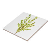 Thymian Kräuter Botanische Kräuter Fliese (Seite)