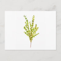 Thymian Kräuter Botanische Kräuter