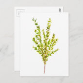 Thymian Kräuter Botanische Kräuter Postkarte (Vorne/Hinten)