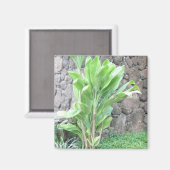 Ti-Blatt-Pflanze-Magnet Magnet (Vorderseite/Rückseite)