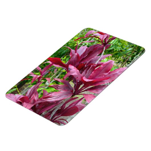 Ti Pflanze Foto Magnet (Linke Seite)