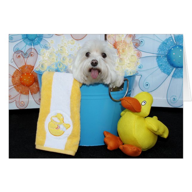 Tia - maltesisch (Vorderseite (Horizontal))