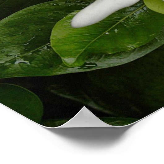 Tiare Blossom Poster (Ecke)