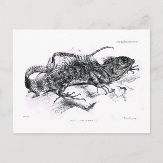 Tiaris tuberculatus postkarte (Vorderseite)