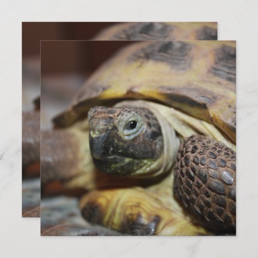 Tibbs (Vorne/Hinten)