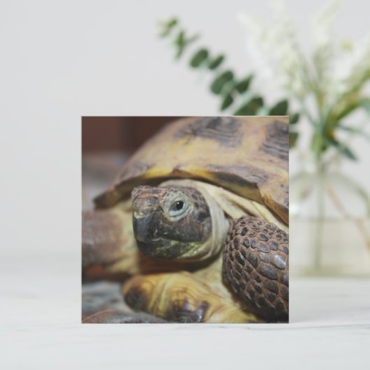 Tibbs (Stehend Vorderseite)