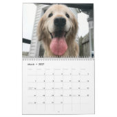 Tiberius 2020 Goldener Retriever Kalender (Mär 2027)