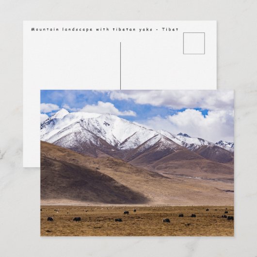 Tibet - Berglandschaft mit Yaks Postkarte (Vorne/Hinten)