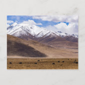 Tibet - Berglandschaft mit Yaks Postkarte (Vorderseite)