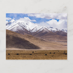 Tibet - Berglandschaft mit Yaks Postkarte