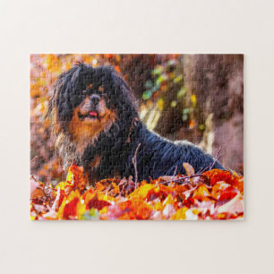 Tibet Spaniel Hunde Puzzle. Puzzle