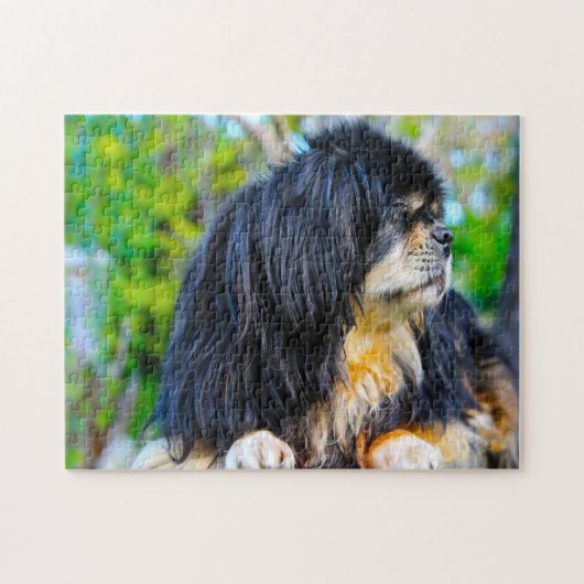 Tibet-Spaniel Hunde Puzzles. Puzzle (Horizontal)