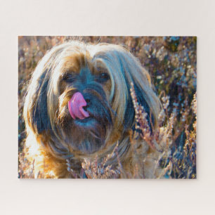 Tibet Terrier Hund Puzzle. Puzzle