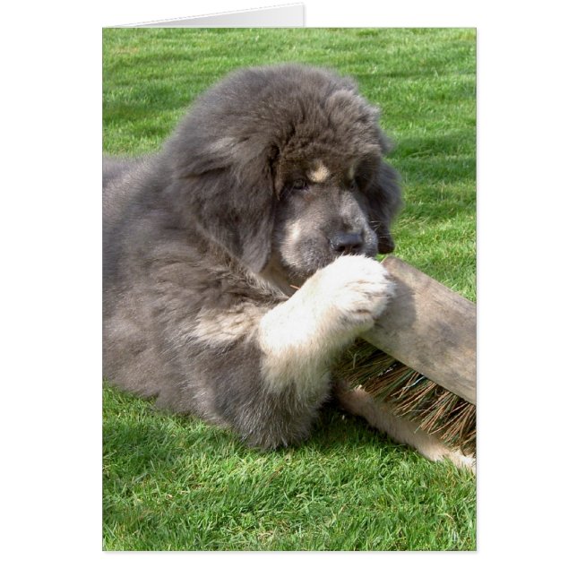 Tibetan Mastiff Jampo mit Besen (Vorne)