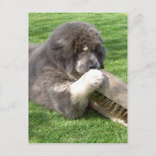 Tibetan Mastiff Jampo mit Besen Postkarte