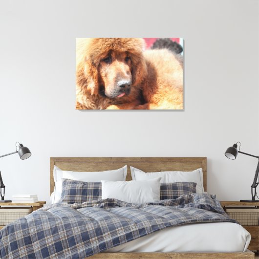Tibetan Mastiff Leinwanddruck (Insitu (Schlafzimmer))