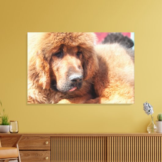 Tibetan Mastiff Leinwanddruck (Insitu (Wohnzimmer))