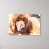 Tibetan Mastiff Leinwanddruck (Vorderseite)