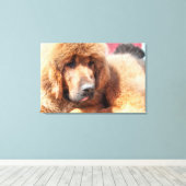 Tibetan Mastiff Leinwanddruck (Insitu (Holzboden))