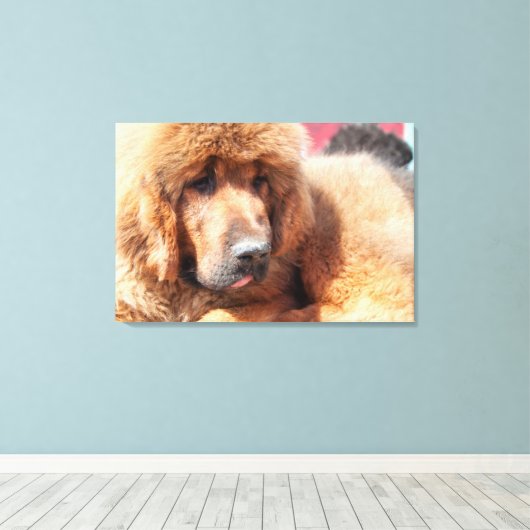 Tibetan Mastiff Leinwanddruck (Insitu (Holzboden))