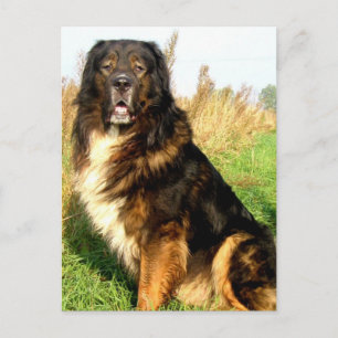 Tibetan Mastiff Postcard Postkarte