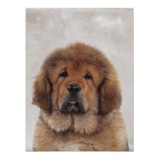 Tibetan Mastiff Poster (Vorderseite)